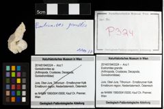 Foto (Objekt + Etiketten) von Eodromites grandis 